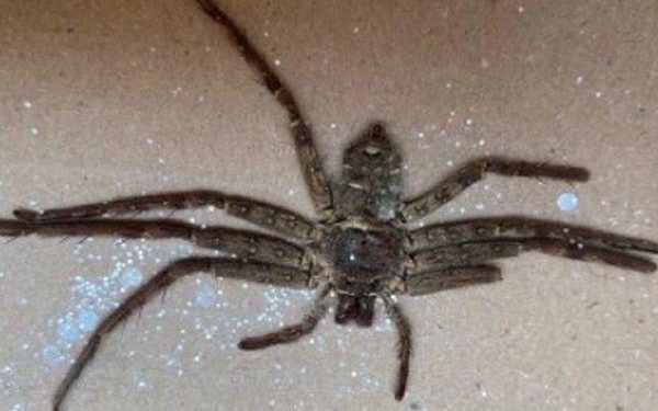 Horrifying, British Couple Discovers a Huntsman Spider In Amazon Parcel