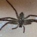 Horrifying, British Couple Discovers a Huntsman Spider In Amazon Parcel