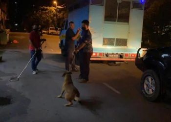 Amazing Story, a Homeless Man Gets Protected By Stray Dogs, This is The Reason…
