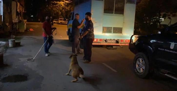 Amazing Story, a Homeless Man Gets Protected By Stray Dogs, This is The Reason…