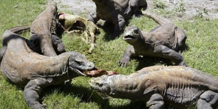 Don’t Try, Women who are Menstruating are Prohibited Going to Komodo Island…