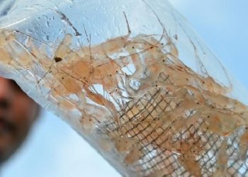 After the Arrest of Edhy Prabowo, the Export Policy of Lobster Needs to Be Reorganized