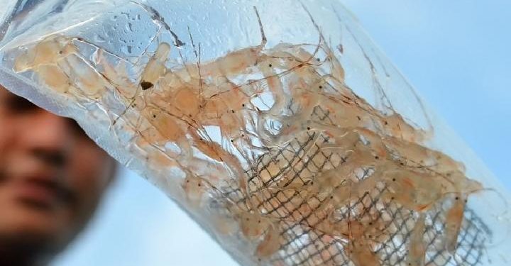 After the Arrest of Edhy Prabowo, the Export Policy of Lobster Needs to Be Reorganized