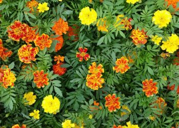 Here are Five Plants that Effective in Repelling the Insects
