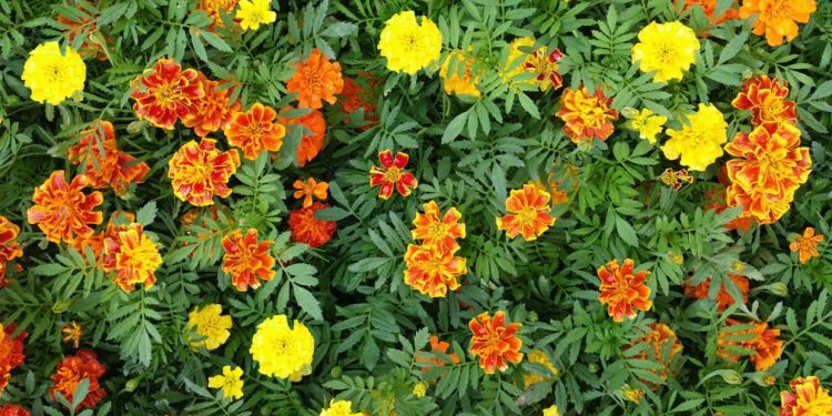 Here are Five Plants that Effective in Repelling the Insects