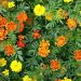 Here are Five Plants that Effective in Repelling the Insects