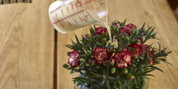 Don’t Waste the Rice Washing Water, This is the Reason…