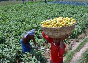Tragic, a School in Karnataka Converts Land Into Farms After The Teachers Take Up Odd Jobs To Survive During Pandemic
