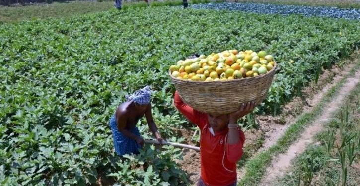 Tragic, a School in Karnataka Converts Land Into Farms After The Teachers Take Up Odd Jobs To Survive During Pandemic