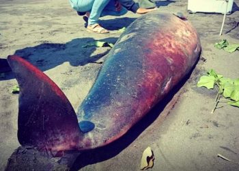 The Teeth of a Dead Sperm Whale that Stranded on a Bali Beach was Stolen