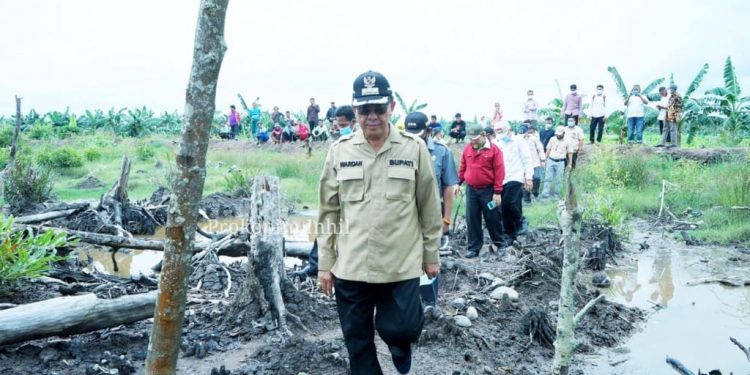 At Least, 1920 Hectares of Plantation Land Threatened by Sinking
