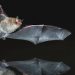 Amazing, Bats Can Predict the Future