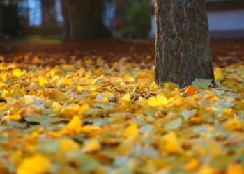 Research Revealed that Trees Will Lose Their Leaves Early Due To Climate Change