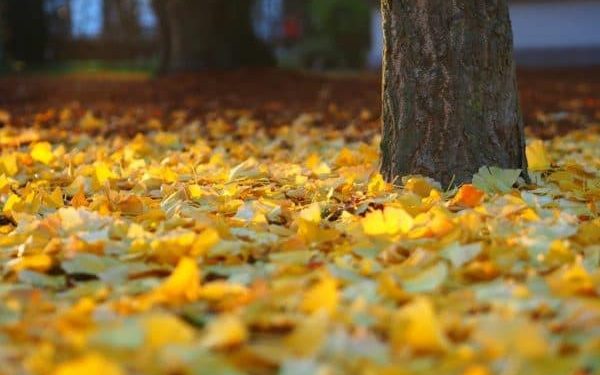 Research Revealed that Trees Will Lose Their Leaves Early Due To Climate Change