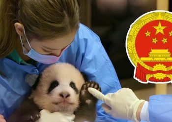 Bad News, BLACKPINK Under Investigation By China After The Panda Clip is Racking Up Millions of Views from Angry Chinese Netizens