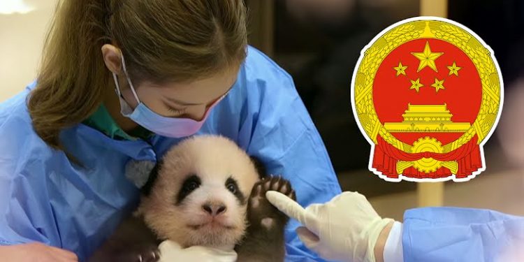 Bad News, BLACKPINK Under Investigation By China After The Panda Clip is Racking Up Millions of Views from Angry Chinese Netizens