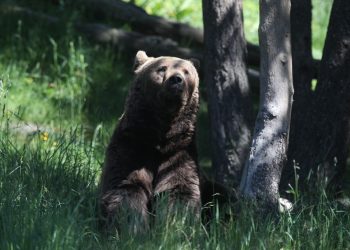 Tragic, Third Bear Killed in the Pyrenees