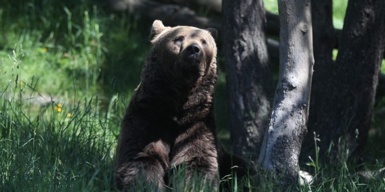 Tragic, Third Bear Killed in the Pyrenees