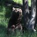Tragic, Third Bear Killed in the Pyrenees