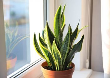 7 Houseplants That Are Slowly Poisoning Your Health