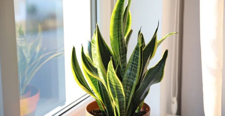 7 Houseplants That Are Slowly Poisoning Your Health