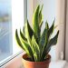 7 Houseplants That Are Slowly Poisoning Your Health
