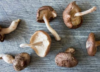 Is It True that Mushrooms Can Fight With Covid-19?