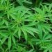 Finally, the United Nations Removes Marijuana From Its List Of Hazardous Substances