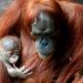 For the First Time, the Sumatran Orangutan in the Prague zoo has a Name
