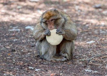 Monkeys in Bali Can Identify Expensive Items Which They Steal