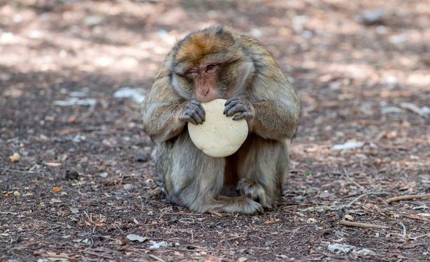 Monkeys in Bali Can Identify Expensive Items Which They Steal