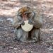 Monkeys in Bali Can Identify Expensive Items Which They Steal