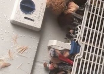 A Man Tries to Clean His Wife Make-up Brushes, But  Gets Horribly Wrong