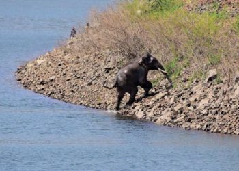 Elephant that Caught In Fishing Net In Mysuru, Rescued After 8-Hour Gruelling Operation