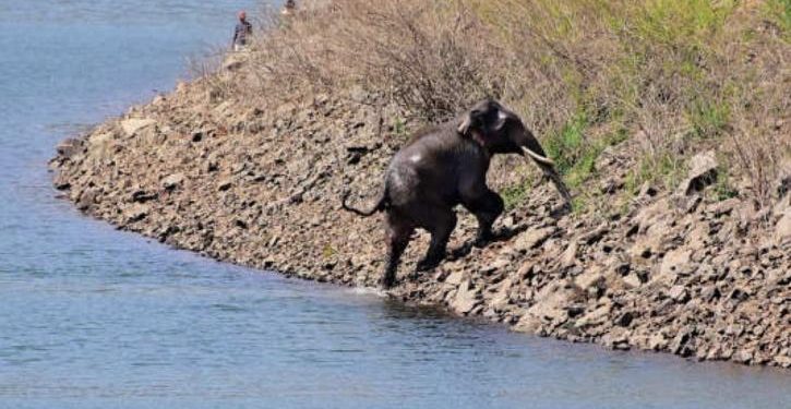 Elephant that Caught In Fishing Net In Mysuru, Rescued After 8-Hour Gruelling Operation