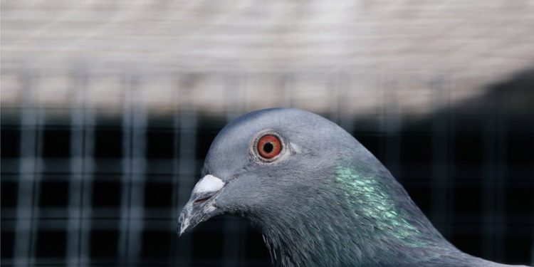 Australia Will Kill the US Pigeon that Crossed Pacific