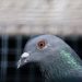 Australia Will Kill the US Pigeon that Crossed Pacific