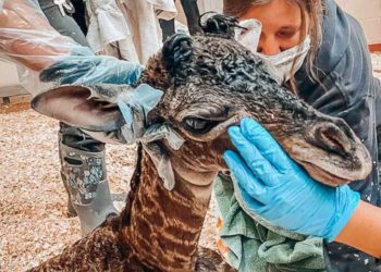 Tragic, a Newborn Giraffe Dies After the Mother Accidentally Steps on Its Neck After Giving Birth