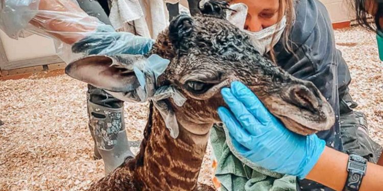 Tragic, a Newborn Giraffe Dies After the Mother Accidentally Steps on Its Neck After Giving Birth