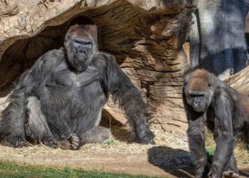 The First Time Pandemic Has Hit The Species,  2 Gorillas Test Positive For COVID In US Zoo