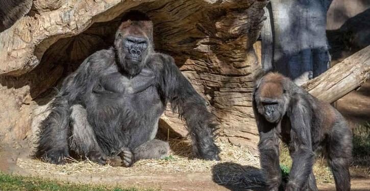 The First Time Pandemic Has Hit The Species,  2 Gorillas Test Positive For COVID In US Zoo