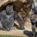 The First Time Pandemic Has Hit The Species, 2 Gorillas Test Positive For COVID In US Zoo