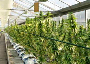 First Time in the World, Mexico Create The Largest Legal Cannabis Market
