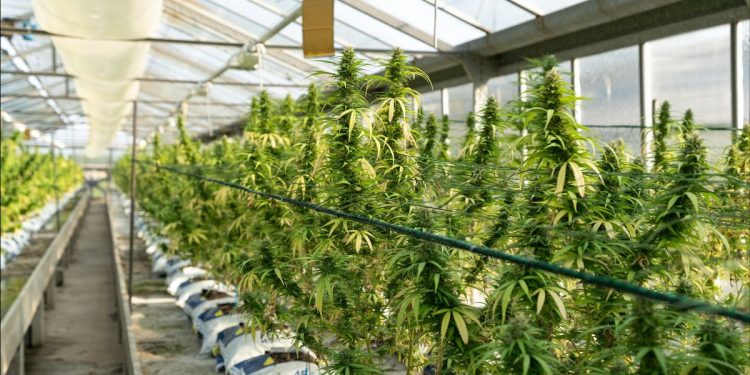 First Time in the World, Mexico Create The Largest Legal Cannabis Market