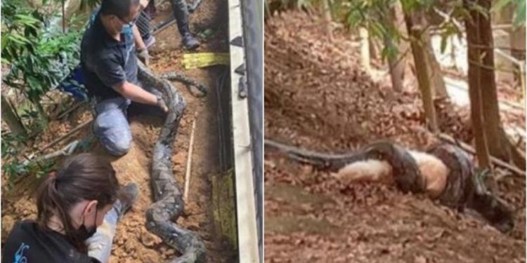 Tragic, a 3m-long Python Swallowing a Pet Dog outside Holland Link Condo