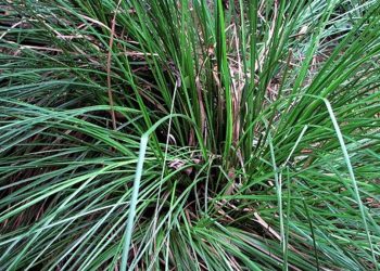 The Root Of Fragrant, A Plant That Can Prevent Landslides