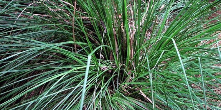 The Root Of Fragrant, A Plant That Can Prevent Landslides