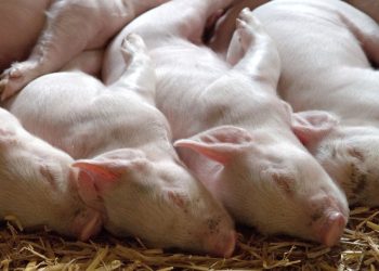 Knowing the Dangers of the Nipah Virus that Comes From Malaysia, More Dangerous than COVID-19