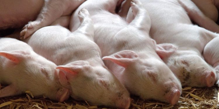 Knowing the Dangers of the Nipah Virus that Comes From Malaysia, More Dangerous than COVID-19