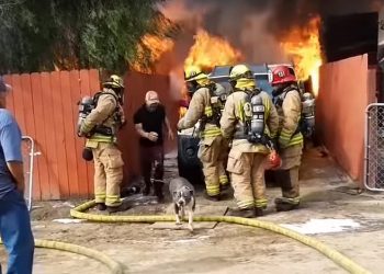 Two Dogs that Saving Owners Life from Burning Home Die in Fire